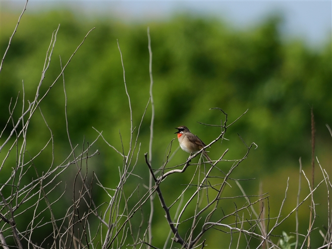 <mS}.Siberian Rubythroat%>